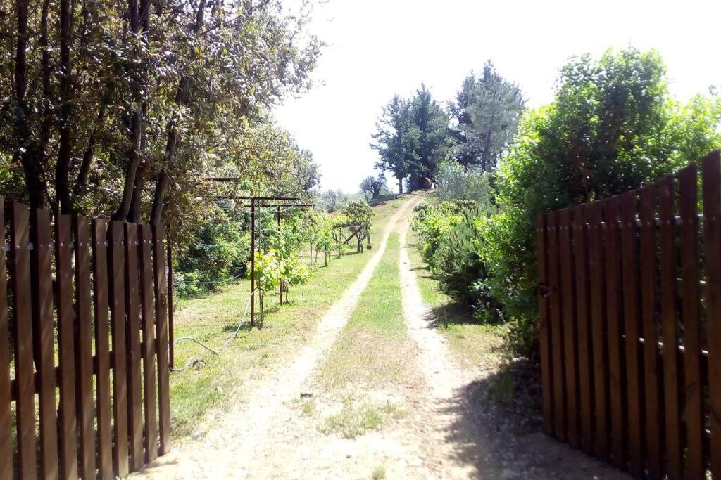 Casa Belvedere -Tranquillita Tra Bosco E Ulivi- Riparbella Exterior foto